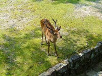 miyajima_sika.jpg